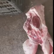 肥猪毛头