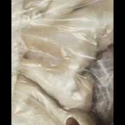 牛肚