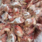 肉鸡头