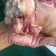 母猪猪蹄