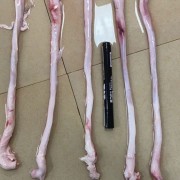 广东大肥猪鞭