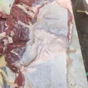 177腹肉