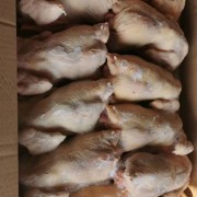 老母鸡
