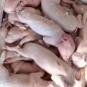 小胎猪