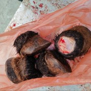 马短蹄