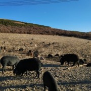 内蒙散养跑山猪