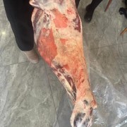 羊酮体