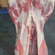 白条羊