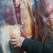 鲜牛肉