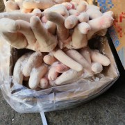 母猪短尾