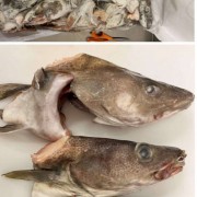 挪威深海鳕鱼头