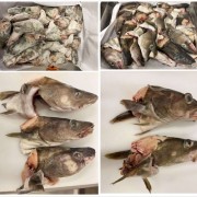 挪威北极深海鳕鱼