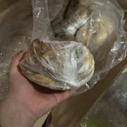 乌拉圭3厂百叶