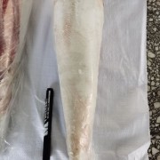 牛大小肠圆肠牛舌