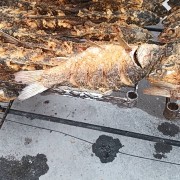熟食