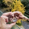 羔羊臀骨42厂