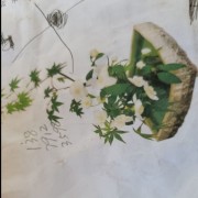水产品/草鳙鲢鱼