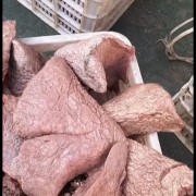 牛肺