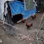 猪跑山猪
