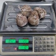 羊肚包肉