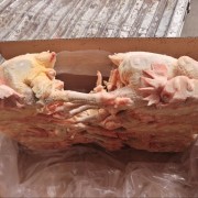 农大一级9只老母