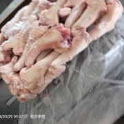 母猪短尾