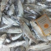 饲料级沙丁鱼