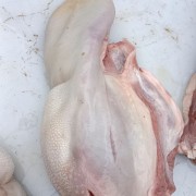 牛舌