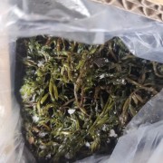 长寿菜