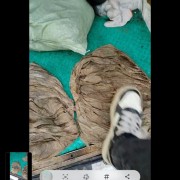 盐干牛百叶