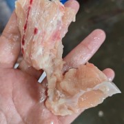 精修劈开鸡叉骨