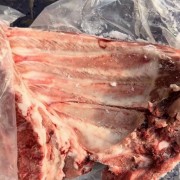 母猪无颈前排