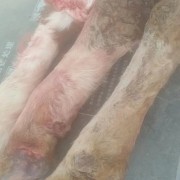 带毛母牛蹄