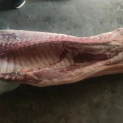 标猪冻白条