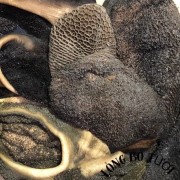 新鲜牛肚