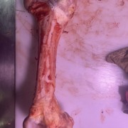 牛简骨牛棒骨
