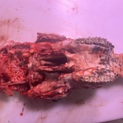 牛头骨