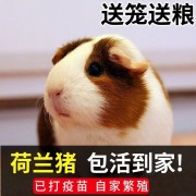 豚鼠(荷兰猪)