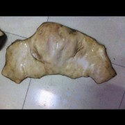 熟牛头皮，火烧毛