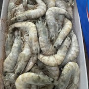 南美虾皇白虾