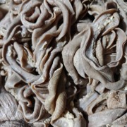 牛杂牛大小肠伞肚