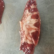 猪腰筋膜