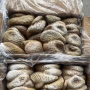巴西金肚