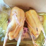 红头雁