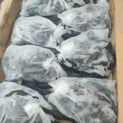 乌鸡