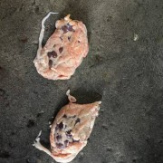 带油牛腰子