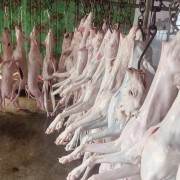 冷冻狗肉，带皮狗