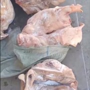 母猪二级头