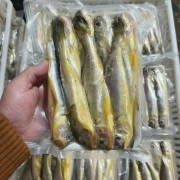 小黄鱼