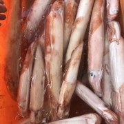 鱿鱼
